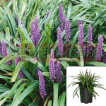 Liriope Muscari plant purple Royal Lilyturf Big Blue Lilyturf Lilyturf Bord Cute Purple Flower E Grass Ground Covering Live Plant 5Gallon