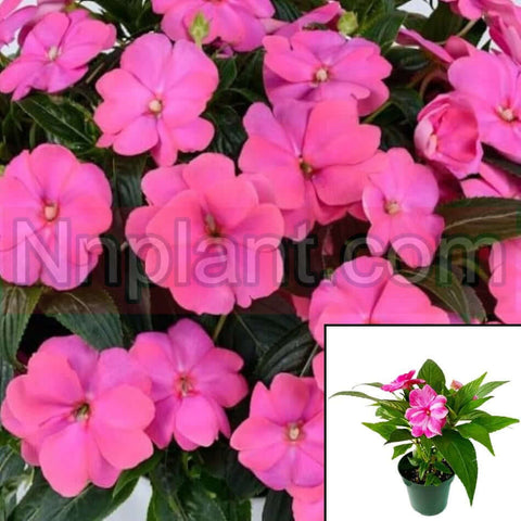 New Guinea Impatiens Pink Kiss Plant Busy Lizzie Pink Live Plant 10Inches Pot Houseplant