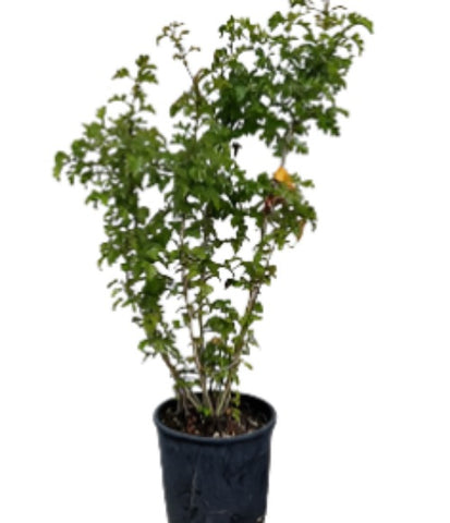 Crataegus Phaenopyrum 5Gallon Plant Washington Hawthorn Plant Washington Thorn Tree Live Plant Gr7