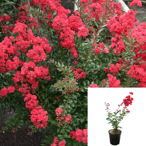 Lagerst Tuscarora 1Gallon Plant Largest Tuscarora Plant Lagerstroemia Indica Tuscarora Crape Myrtle Plant 1Gallon Live P