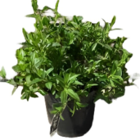 Cistus Ladanifer Maculatus 5 Gallon Plant Crimson Spot Rockrose Brown Eyed Outdoor Flower Live Plant