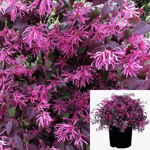 Loropetalum Rubrum Staked 5Gallon Loropetalum Rubrum Plant Chinese Fringe Flower 5Gallon Live Plant Outdoor