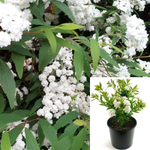 Spiraea Plena White Plant Bridalwreath Spirea 5Gallon Live Plant Outdoor Plant Bush Gr7Ht7
