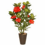 Hibiscus Santana 5 Gallon Santana Rosa Sinensis Hawaiian Red Flower Live Plant Fr7