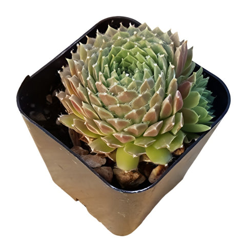 Sempervivum Rossy Succulent Drought Tolerant Houseplant 4Inches Pot Fu Live Plant Rossy Rose ht7