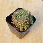 3Cuttings Sempervivum Rossy Succulent Houses rossy rose Succulent ground covering Plant Not Rooted