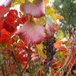 Vitis Roger Plant Red California Wild Grape Roger California Grape Fruit Tree 5Gallon Live Plant Ht7