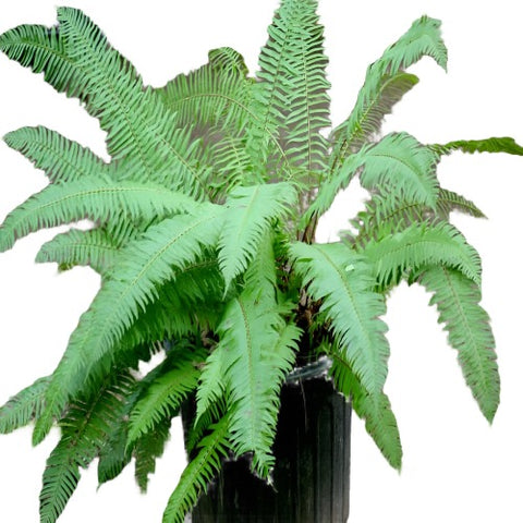 Polystichum Munitum 5Gallon Polystichum Western Sword Green Fern Polystichum Munitum Plant Western Ht7 Gr7