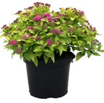 Spiraea Double Play 5 Gallon Plant Painted Lady Spirea Live Plant Outdoor Bush Gr7