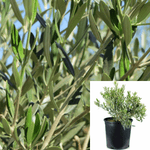 Olea Europaea Compacta 1Gallon Olea Europaea Compacta Plant Little Ollie Dwarf Olive Live Plant