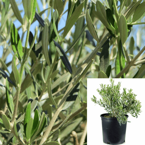 Olea Europaea Compacta 5Gallon Plant Olea Europaea Compacta Plant Little Ollie Dwarf Olive 5Gallon Live Plant Outdoor Pl