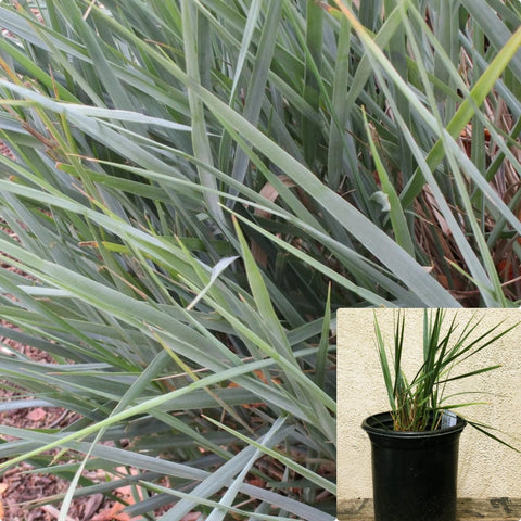 Elymus Con Canyon Prince 1Gallon Plant Giant Wild Rye Plant Leymus Condensatus Plant Canyon Prince Wild Rye Outdoor Live Plant Gr7