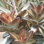 5 cuttings Kalanchoe Tomentosa Agavaceae brown edge hair kalanchoe panda Succulent houseSucculent Plant Not Rooted
