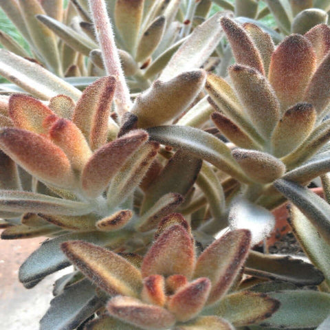 5 cuttings Kalanchoe Tomentosa Agavaceae brown edge hair kalanchoe panda Succulent houseSucculent Plant Not Rooted