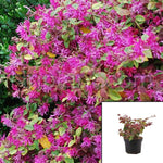 Loropetalum Daybreak 1Gallon Pink Daybreaks Flame Fringe Flower Live Plant Fr7