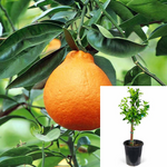Citrus Tangelo Minneola Standard Tree 5Gallon Plant Dwarf Tangelo 5Gallon Live Plant Outdoor Plant Fruit Tree Fr7
