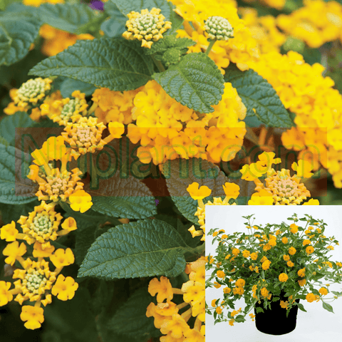 Lantana Little Lucky Gold 1Gallon  Balucgold Little Lucky Pot Of Gold lantana Live Plant Gr7