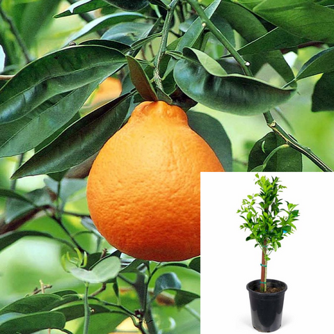 Citrus Tangelo Minneola Standard Tree 2Gallon Plant Dwarf Tangelo 2Gallon Live Plant Outdoor Plant Fruit Tree Fr7