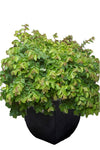 Loropetalum Chinensis Green 5Gallon Plant Chinese Fringe Flower Plant Loropetalum Plant Outdoor Flower Live Plant Fr7