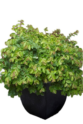 Loropetalum Chinensis Green 1Gallon Plant Chinese Fringe Flower Plant Loropetalum Plant Outdoor Flower Live Plant Fr7