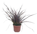 Phormium Rubra 1 Gallon Plant New Zealand Flax Nana Tenax Outdoor Grass Live Plant Fr7