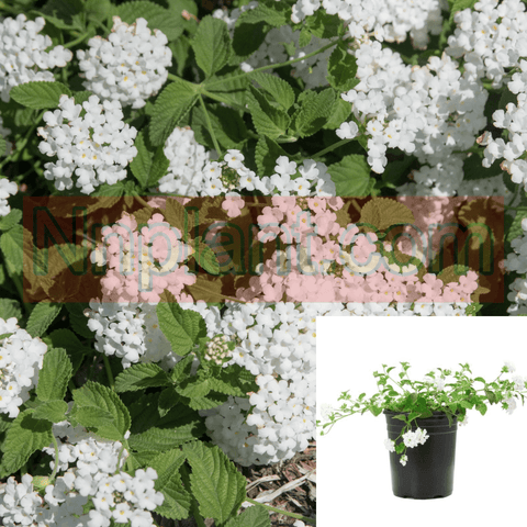 Lantana Sel Trailing White Plant Lantana Mont Trailing White 1Gallon Live