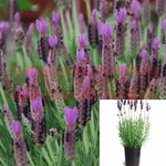 Lavandula Dedication 1Gallon Plant Spanish Lavender 1Gallon Live Plant Outdoor Plant Shrub Gr7