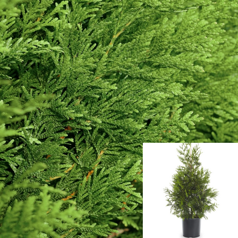 Thuja Pli Spring Grove Plant Arborvitae Plant Thuja Plicata Spring Grove 5Gallon Live Plant Outdoor Plant Tree Gr7