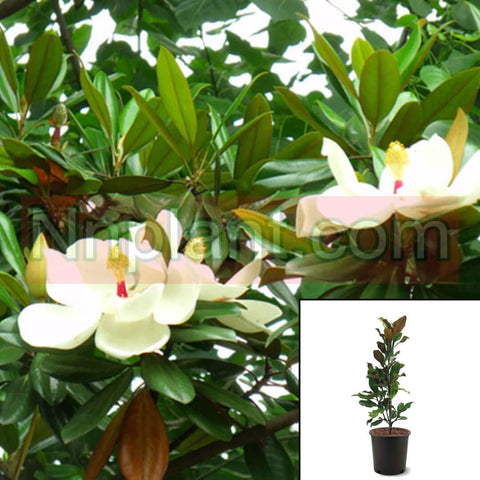 Magnolia Grandiflora 5 Gallon Southern Outd Live Plant Fr7