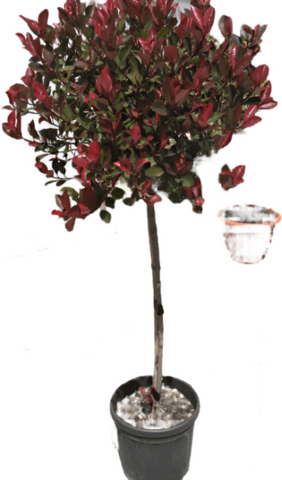 Photinia Fraseri Patio Red 5Gallon Photinia Fraseri Fraser Photinia Plant Ht7