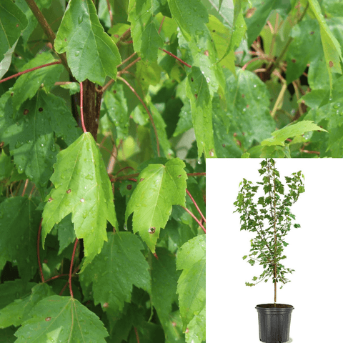 Acer Rub Red Sunset 5Gallon Red Maple Plant Acer Rubrum Red Sunset Plant Tree Outdoor Live Plant Fr7
