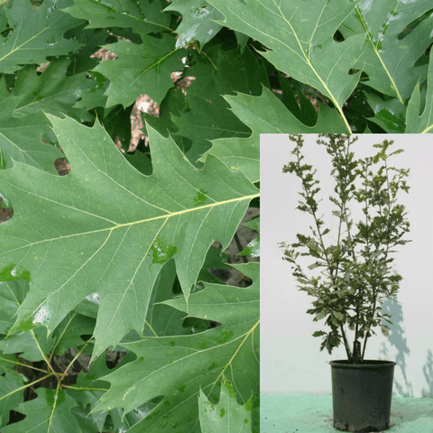 Quercus Rubra Plant Northern Red Oak 5Gallon Live Plant Outdoor Plant Tree Frgr7