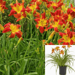 Hemerocallis Autumn Red 1Gallon Daylily Red Yellow Throat Live Plant Ht7