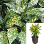 Aucuba Variegata 5Gallon Aucuba Japonica Variegata 5Gallon Aucuba Variegata 5Gallon Japanese Laurel Live Plant Outdoor Gr7