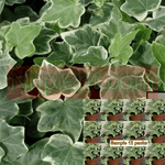 Ivy Eva Variegated Plant 12Packs Of 2Inches Pot Glacier Ivy Plant Live Plant Plant Ground Covering Ht7