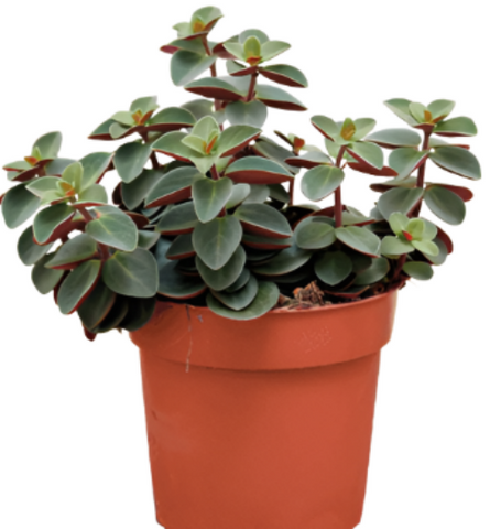 Peperomia Red Log 4Inches Peperomia Verticillata Red Log Plant Pot Ivy Leaf Peperomia Plant Succulent Drought Tolerant ht7 best Live Plant