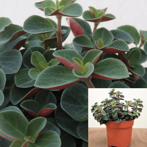 Peperomia Red Log 4Inches Peperomia Verticillata Red Log Plant Pot Ivy Leaf Peperomia Plant Succulent Drought Tolerant ht7 best Live Plant