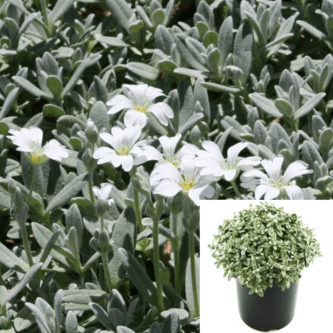 Cerastium Tomentosum Plant Snow In Summer White 1Gallon Cerastium 1Gallon Gr7