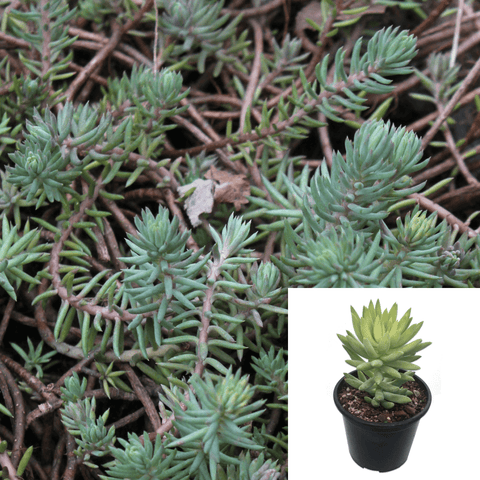 Sedum Sediforme Agavaceae Succulent Drought Tolerant 4Inches Pot Houseplant S Succulent Drought Tolerant Live Plant Ht7 Best