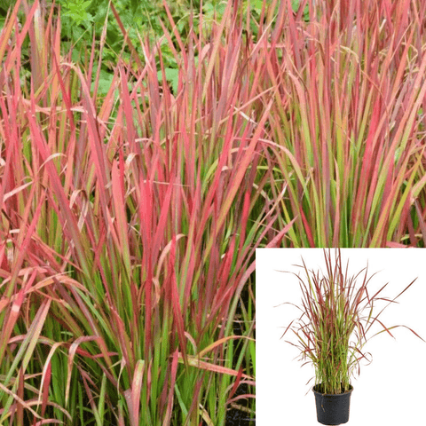 Imperata Rubra Red Baron 1Gallon Plant Japanese Blood Grass A+ Live Plant Ho7Ht7