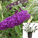 Buddleia Davidii Monarch Blue Knight Plant 5Gallon Pot Butterfly Bush Summer Lilac Plant Flower Outdoor Live Plant Ho7Ht7