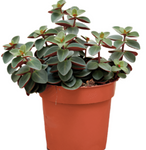 Peperomia Verticillata Red Log 6Inches Plant Pot Ivy Leaf Peperomia Plant Succulent Drought Tolerant Premium Live Plant