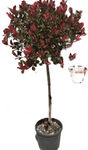 Photinia Fraseri Espalier 5Gallon Photinia Fraseri Patio Red 5Gallon Photinia Fraseri Fraser Photinia Plant