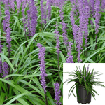 Liriope Muscari Royal Purple 1Gallon Plant Lily Turf Liriope Muscari Lavender Royal Cute Purple Flower Grass Ground Covering Live Plant