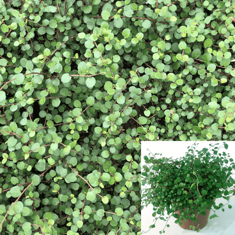 Muehlenbechia Complexa Vine 6Inches Muehlenbeckia Complexa Pot Live Plant
