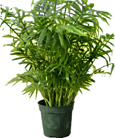 Neanthe Bella Palm Cascade Palm Chamaedorea cataractarum Indoor Houses Air Purifying Shrub 4Inches Pot Chamaedorea Sei Live Plant Ht7 Best