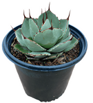 Agave Parryi Parry Agave 5Gallon Agave Parryi Parrys Agave Mescal Agave Succulent Live Plant Ht7