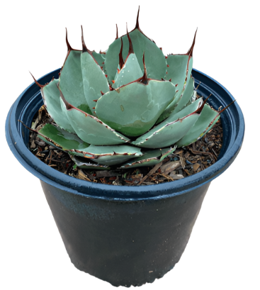 Agave Parryi Parry Agave 5Gallon Agave Parryi Parrys Agave Mescal Agave Succulent Live Plant Ht7