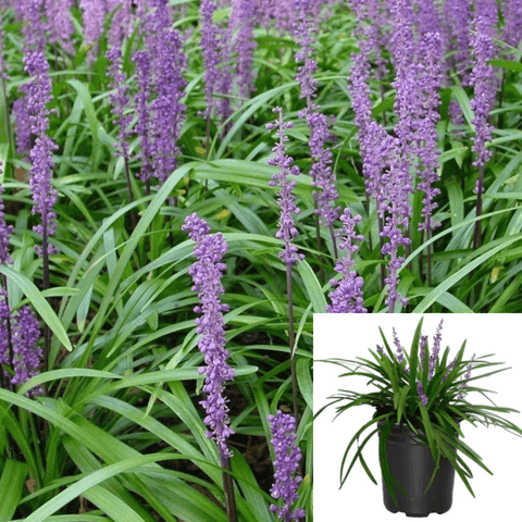 Grass Liriope Royal Purple 1Gallon Plant Lily Turf Liriope Muscari Lavender Plant Royal Gg7