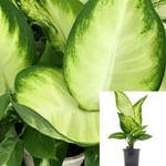 Dieffenbachia Tropic Marianne Plant 6Inches Pot Dumb Cane House Live Plant Ht7 Best